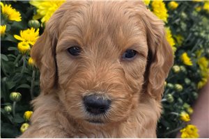 Enzo - Mini Goldendoodle for sale