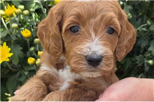 Easton - Mini Goldendoodle for sale