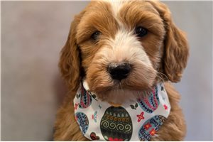 Omar - Goldendoodle, Mini for sale