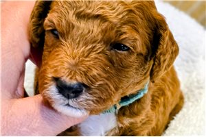 Ethan - Goldendoodle, Mini for sale