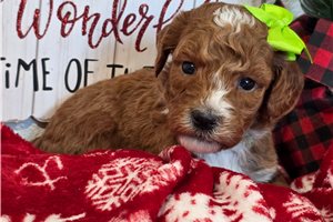 Giselle - Goldendoodle, Mini for sale
