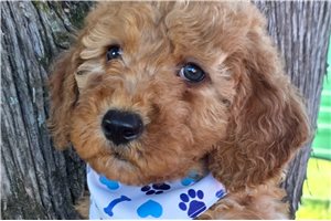 Eeyore, a Mini Goldendoodle puppy