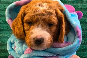 Omega - Goldendoodle, Mini for sale