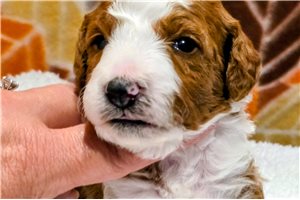 Emilio - puppy for sale