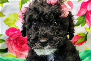 Ginny - Goldendoodle, Mini for sale