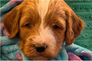 Omar - Goldendoodle, Mini for sale