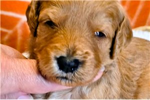 Enzo - puppy for sale