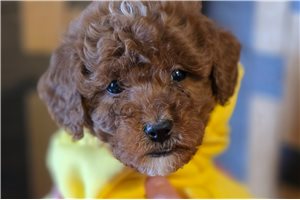 Gavin - puppy for sale