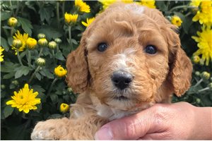 Eddison - Mini Goldendoodle for sale