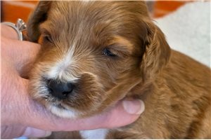 Easton - puppy for sale