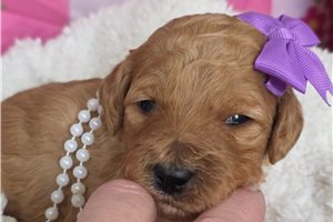 Ophelia - puppy for sale