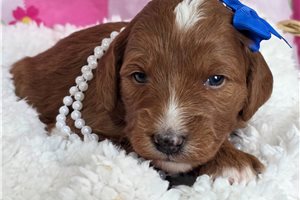 Nola - puppy for sale