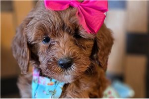 Gemma - Goldendoodle, Mini for sale
