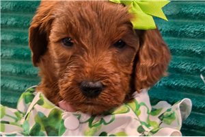 Noel - Goldendoodle, Mini for sale