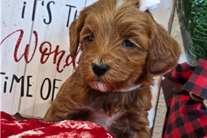 Gwendolyn - Goldendoodle, Mini for sale
