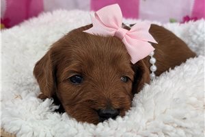 Noir - puppy for sale