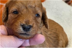Evan - puppy for sale