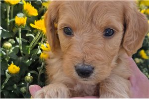 Eeyore - Mini Goldendoodle for sale