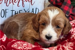 Grady - Goldendoodle, Mini for sale