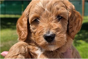 Percy - Goldendoodle, Mini for sale