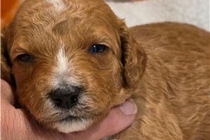 Eddison - puppy for sale