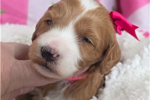 Oakley - puppy for sale