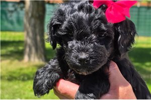 Peony - puppy for sale