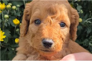Evan - Mini Goldendoodle for sale