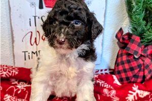Grayson - Mixed/Other for sale