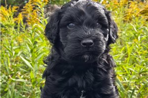 Dave - Mixed/Other for sale