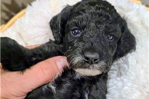 Frankie - puppy for sale