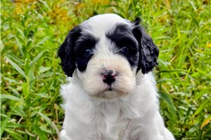 Deacon - Mixed/Other for sale