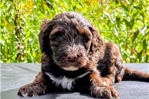 Dash - Mixed/Other for sale