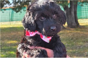 Ferdinand - Mixed/Other for sale