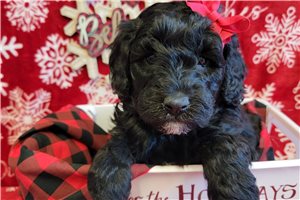 Kinsley - Mixed/Other for sale