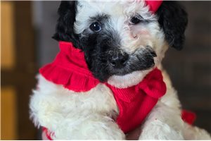 Gianna - Mixed/Other for sale