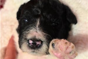 Graham - Mixed/Other for sale