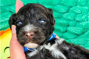 Dash - puppy for sale