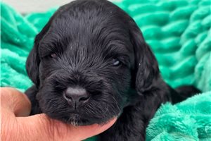 Dave - puppy for sale