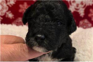 Giovanni - Mixed/Other for sale