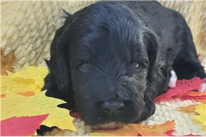 Kenny - Portuguese Water Dog for sale