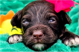 Delia - Mixed/Other for sale