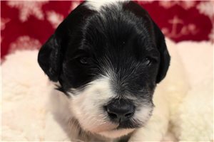 Gabriel - Mixed/Other for sale