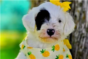 Mimi - Mixed/Other for sale