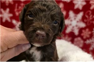 George - Mixed/Other for sale