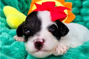 Delilah - puppy for sale