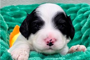 Deacon - puppy for sale
