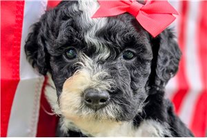 Meg - Sheepadoodle for sale