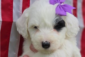 Cici - Sheepadoodle for sale