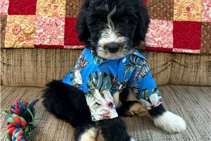 Finley - Sheepadoodle for sale